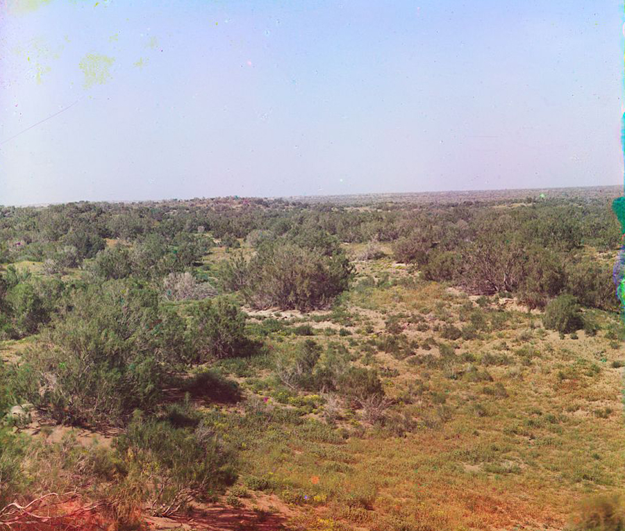С. М. Прокудин-Горский. Естественный саксауловый лес. 1911 г.