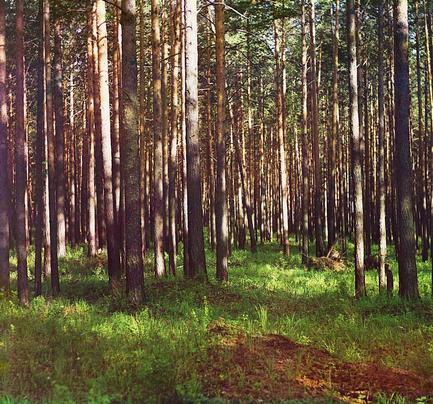 С. М. Прокудин-Горский. В лесу. 1912 год