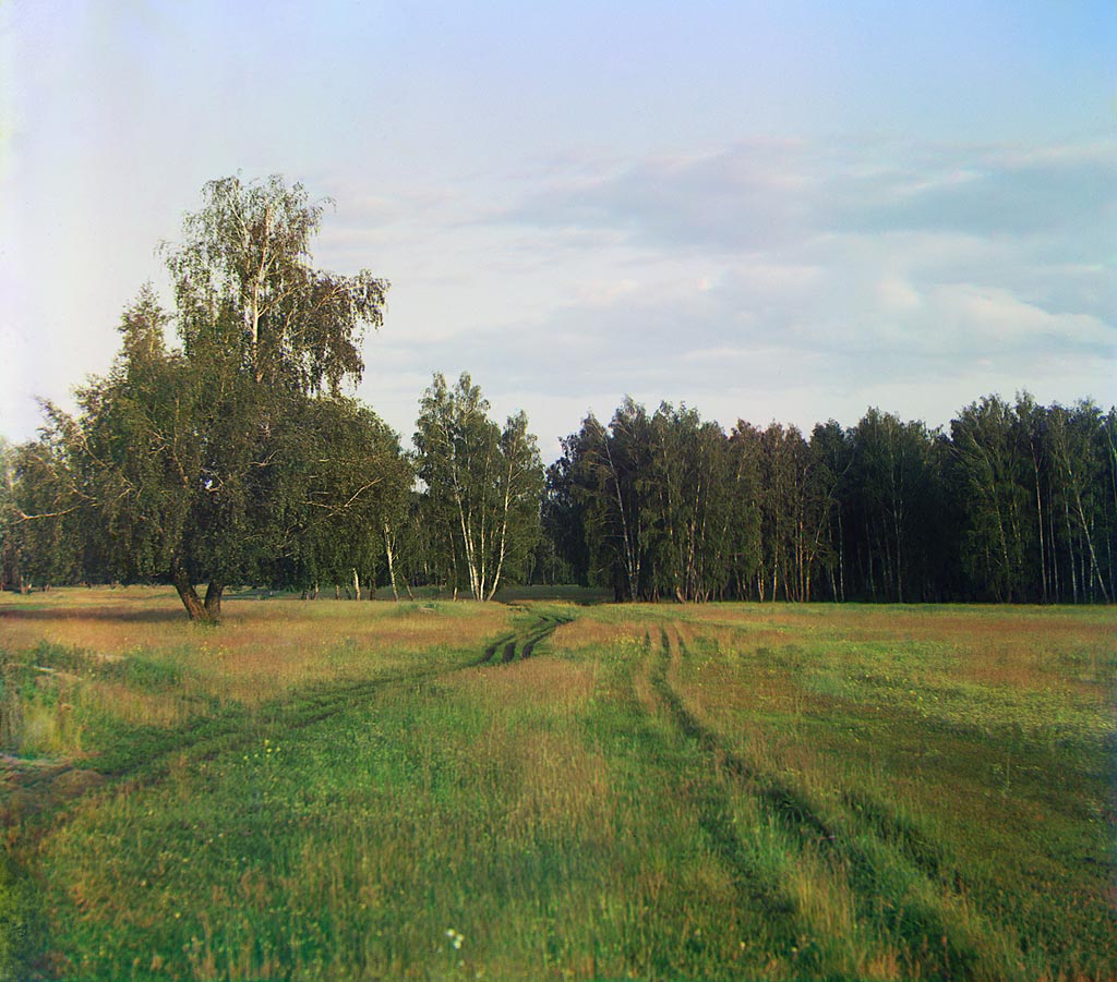 С. М. Прокудин-Горский. Березовый лес. 1912 год