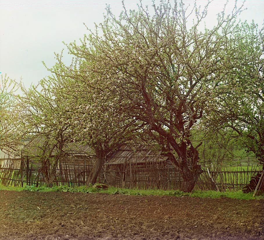 С. М. Прокудин-Горский. Яблони в цвету. Май 1910 года