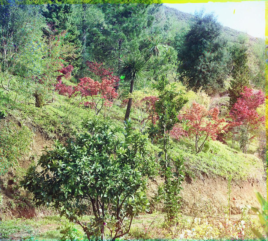 С. М. Прокудин-Горский. Зеленый мыс. Группа японских кленов. На первом плане апельсиновые деревья. 