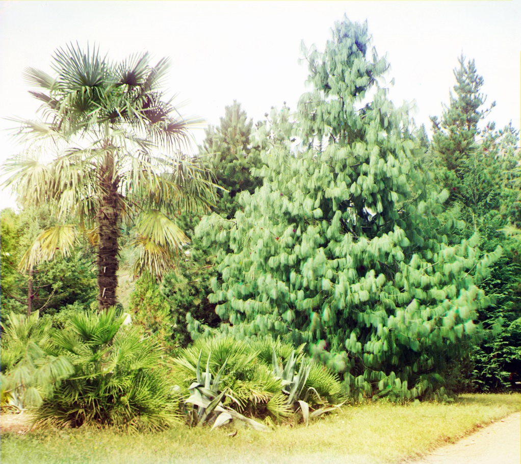 С. М. Прокудин-Горский. Pinus Excelsa. Hamerops excelsus. В Ботаническом саду в Сухуме. 1912 г.
