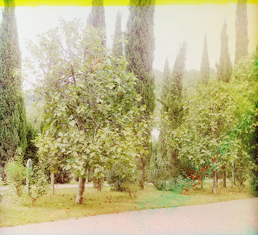С. М. Прокудин-Горский. В Ботаническом саду в Сухуме. Инжир (фиговое дерево). 1912 г.