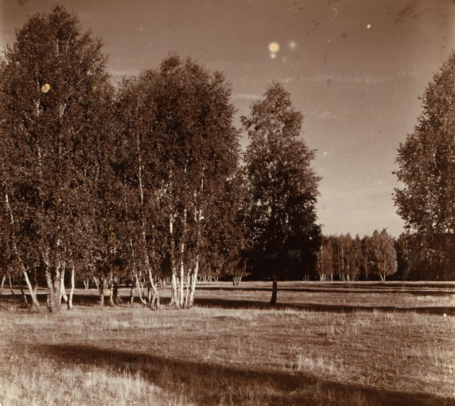 С. М. Прокудин-Горский. На реке Исети. Березовая роща. 1909 год