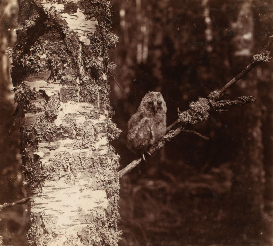 С. М. Прокудин-Горский. Молодая сова в лесу. Этюд. 1910 год