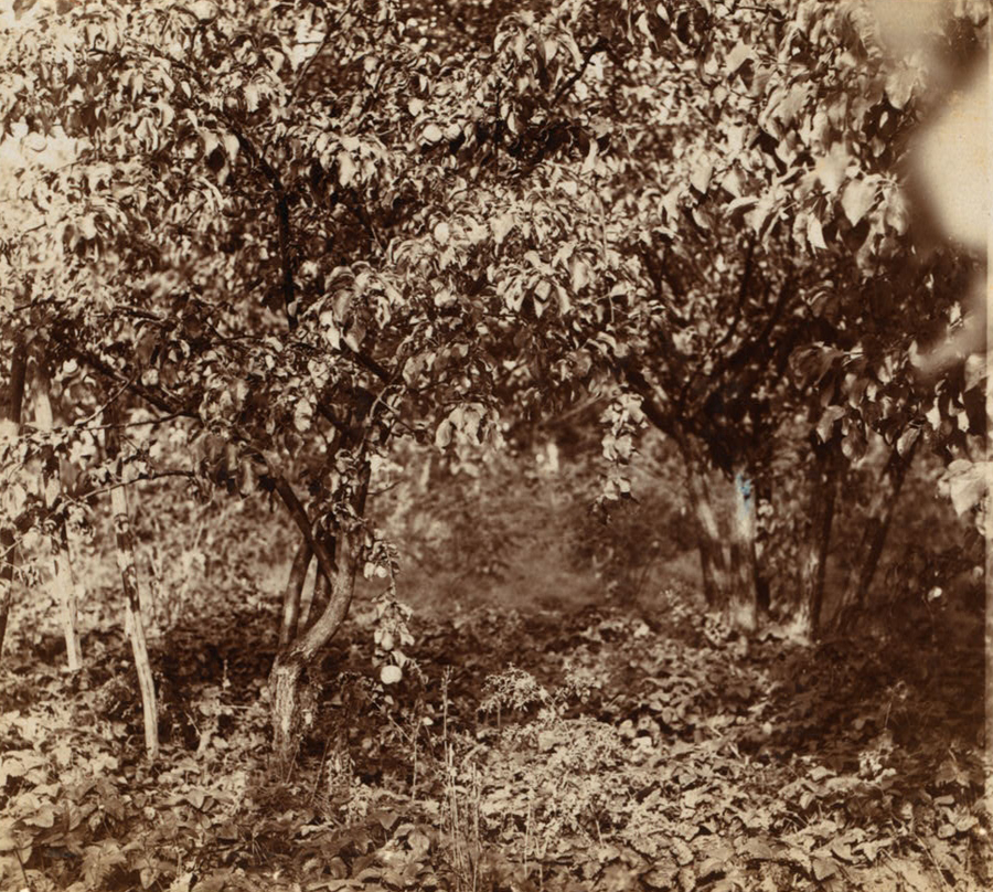С. М. Прокудин-Горский. Яблоня с плодами. 1911 год